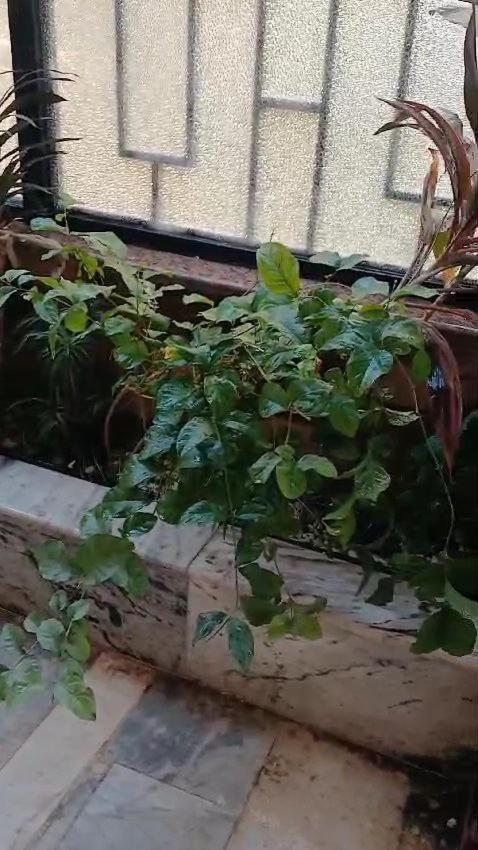 Gardenia Apartment *